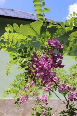 Robinia hispida var. Rosea - trnovník chloupkatý - květenství